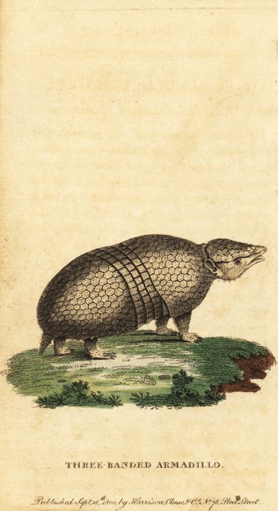 Tatou à trois bandes brésilien, Tolypeutes tricinctus, 1800 - Jacques de Seve