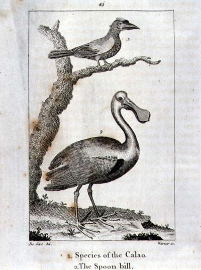 Calao et Le Bec-en-cuillère, de 
