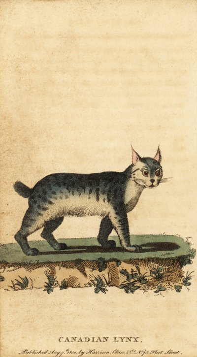 Lynx canadien, Lynx canadensis (gravure) - Jacques de Seve
