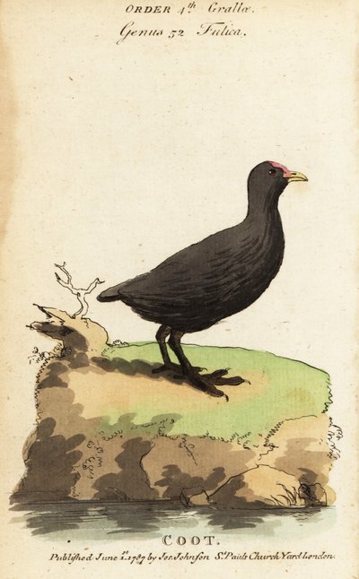 Foulque macroule, Fulica atra - Jacques de Seve