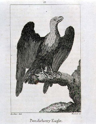 Aigle de Pondichéry, de 