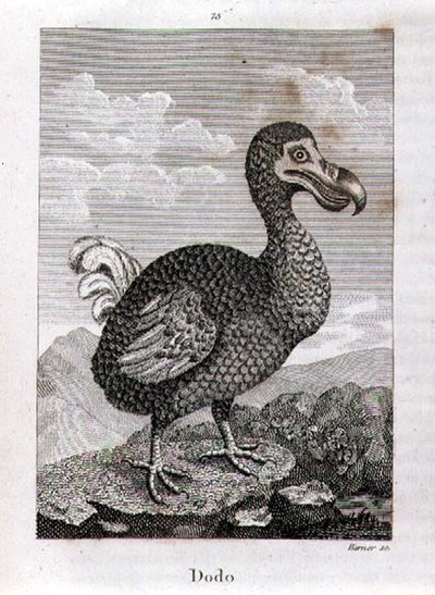 Le Dodo, de 