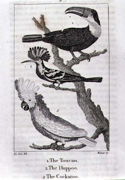 Le Toucan, Le Huppoo et Le Cacatoès, de 