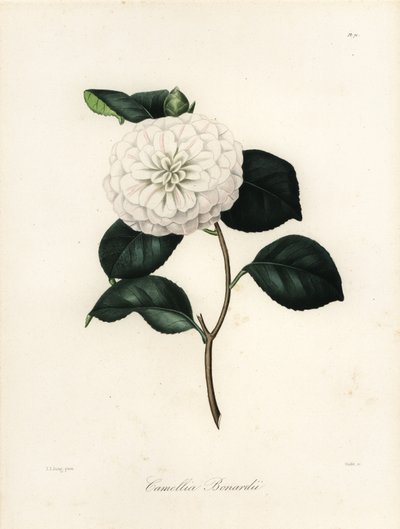 Camélia japonica variété, Camélia bonardii ou Camélia bonnardii - Jakob (after) Jung