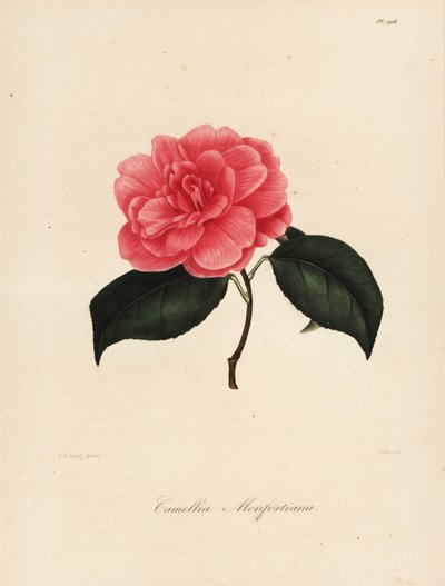 Camélia japonica variété, Camélia monfortiana - Jakob (after) Jung