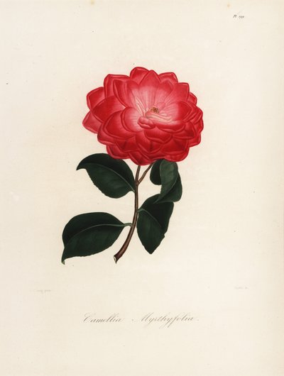 Camélia japonica variété, Camélia myrthyfolia - Jakob (after) Jung
