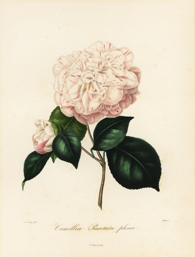 Camélia japonica variété, Camellia punctata plena - Jakob (after) Jung