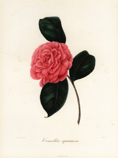 Camélia japonica variété, Camellia squamosa ou Camellia squammosa - Jakob (after) Jung