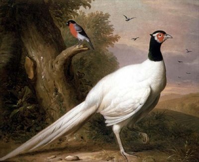 Un faisan blanc dans un paysage - Jakob Bogdani or Bogdany