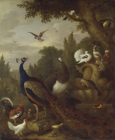 Paon, paonne, perroquets, canari et autres oiseaux dans un parc, vers 1708-10 - Jakob Bogdani or Bogdany
