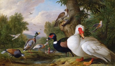Variété de canards près d