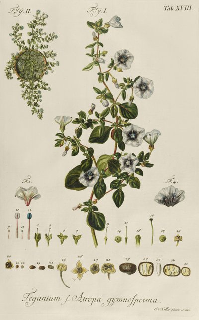Liseron : Teganium f. Atropa gymnosperma de "Plantae Rariores" - Jakob Christoph Keller