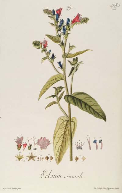 Echium : Orientale de "Icones Plantarum", c.1763 - Jakob Christoph Keller