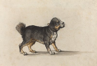 Un mâtin avec un collier doré - Jakob Walther