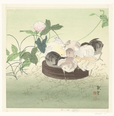 Poussins - Jakuun (possibly)