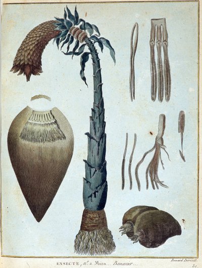 Banane - dans « Voyage en Nubie et en Abyssinie entrepris pour découvrir les sources du Nil pendant les années 1768 à 1772 », par James Bruce, vol. 1, Paris - James Bruce