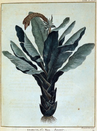 Banane - dans "Voyage en Nubie et Abyssinie entrepris pour découvrir les sources du Nil pendant les années 1768 à 1772", par James Bruce, vol. 1, Paris - James Bruce