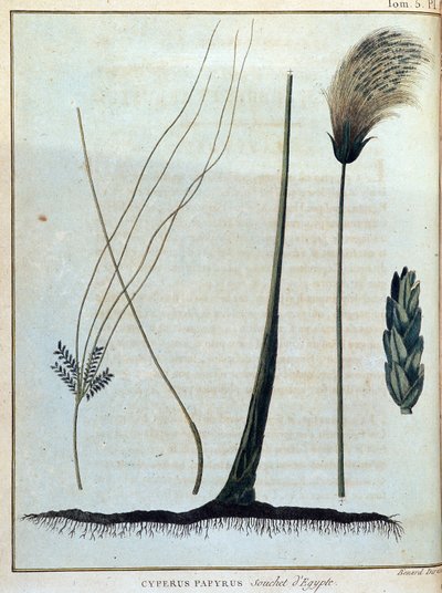 Cyperus papyrus, souche d