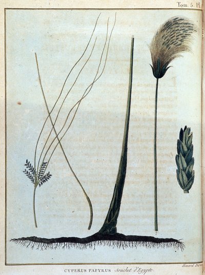 Cyperus papyrus, souche d