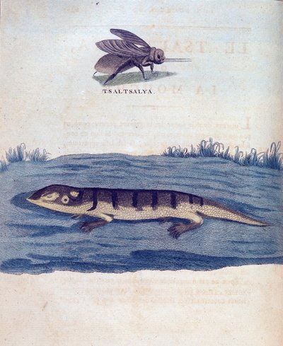 Mouche et lézard - dans "Voyage en Nubie et Abyssinie entrepris pour découvrir les sources du Nil pendant les années 1768 à 1772", par James Bruce, Paris - James Bruce