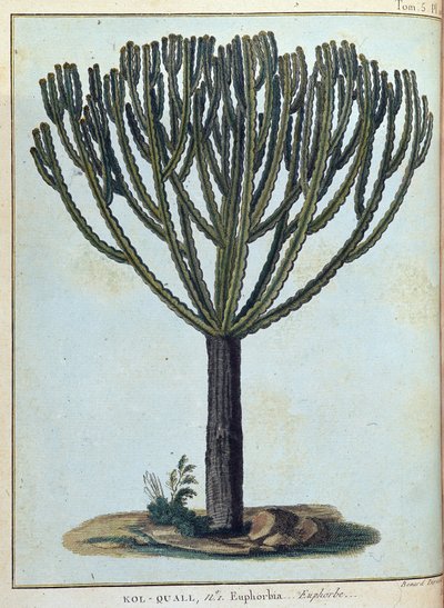Kol-quall (Kol quall), euphorbia (cactus) - dans "Voyage en Nubie et Abyssinie entrepris pour découvrir les sources du Nil pendant les années 1768 à 1772", par James Bruce, vol. 1, Paris - James Bruce
