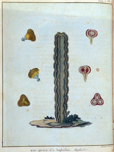 Kol-quall (Kol quall), euphorbia (cactus) - dans "Voyage en Nubie et Abyssinie entrepris pour découvrir les sources du Nil pendant les années 1768 à 1772", par James Bruce, vol. 1, Paris - James Bruce