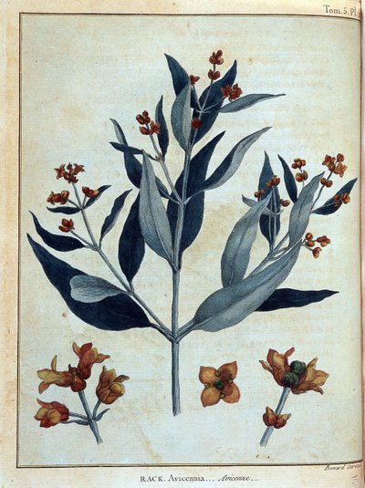 Rack, Avicenne - dans « Voyage en Nubie et Abyssinie entrepris pour découvrir les sources du Nil pendant les années 1768 à 1772 », par James Bruce, vol. 1, Paris - James Bruce