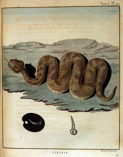 Serpent - dans "Voyage en Nubie et Abyssinie entrepris pour découvrir les sources du Nil pendant les années 1768 à 1772", par James Bruce, Paris - James Bruce