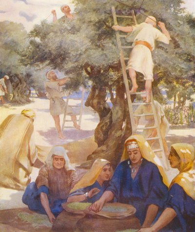 Terre Sainte : Une oliveraie - James (after) Clark