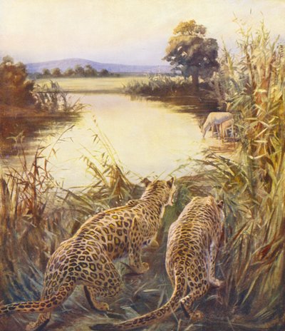 Terre Sainte : Léopards dans "La fierté de la Jordanie" (lithographie en couleur) - James (after) Clark