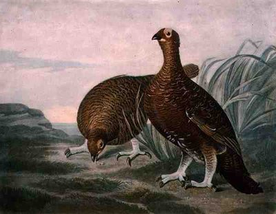 Grouse rouge, planche 8 de British Feather Game, gravée par Charles Turner (1773-1857), pub. par R. Ackermann, c.1810 - James (after) Sillett