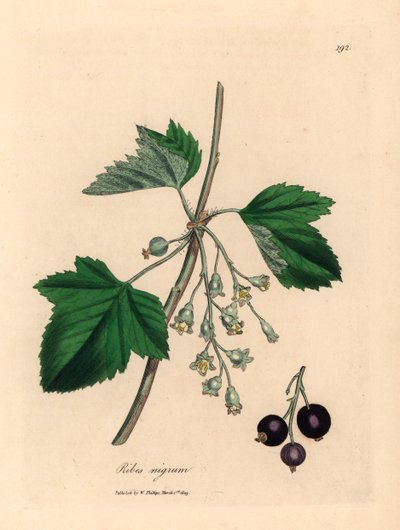 Cassisier, Ribes nigrum, d