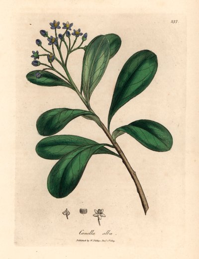 Canella à fleurs bleues et feuilles de laurier, Canella alba, Canella winterana, d
