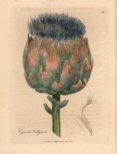 Artichaut à fleurs bleues et violettes, Cynara scolymus, d