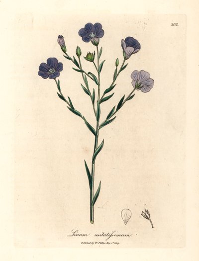 Lin à fleurs bleues, Linum usitatissimum, d