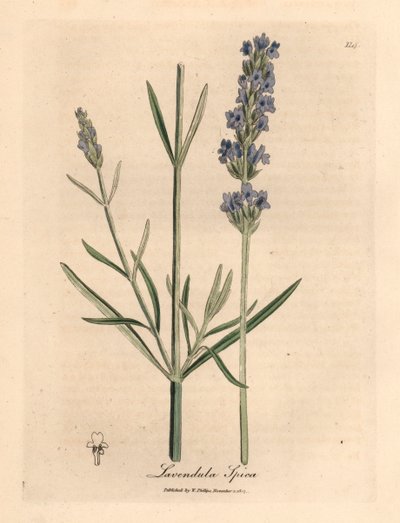 Lavande à fleurs bleues, Lavandula spica, d