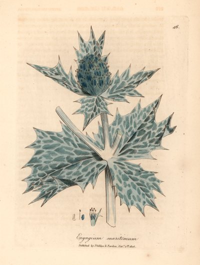 Panicaut maritime à fleurs bleues, Eryngium maritinum, d