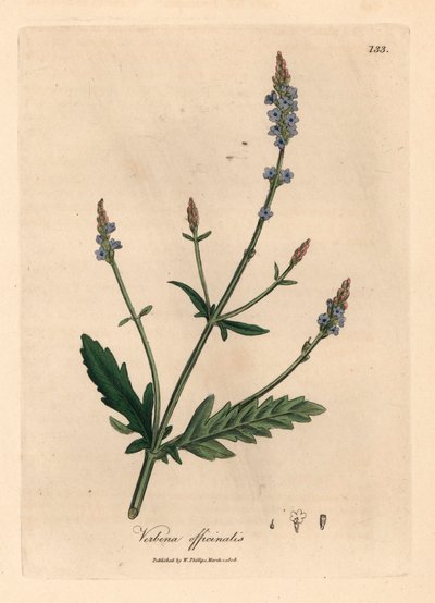 Verveine à fleurs bleues, Verbena officinalis, d