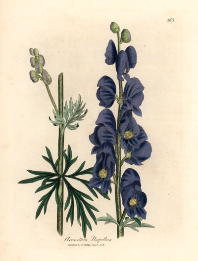 Aconit napel à fleurs bleues, Aconitum napellus, d