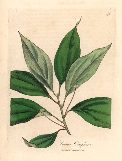 Camphrier, Laurus camphora, d