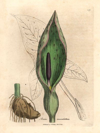 Arum commun, Arum maculatum, d
