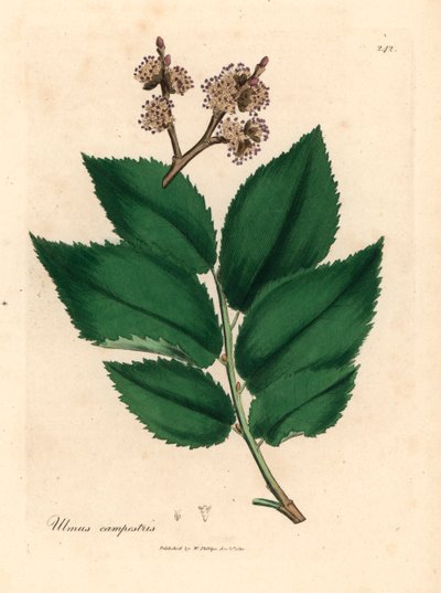 Orme champêtre, Ulmus campestris, d