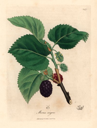 Mûrier commun, Morus nigra, d