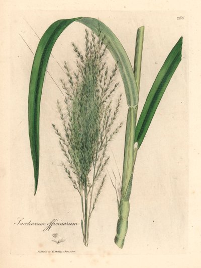 Canne à sucre commune, Saccharum officinarum, d