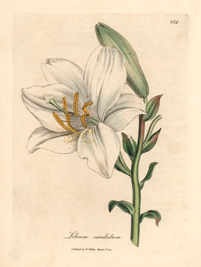 Lys blanc commun, Lilium candidum, d