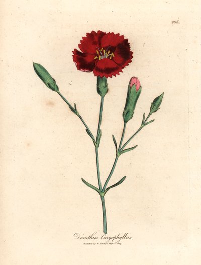 Œillet cramoisi, œillet giroflée, Dianthus caryophyllus, d