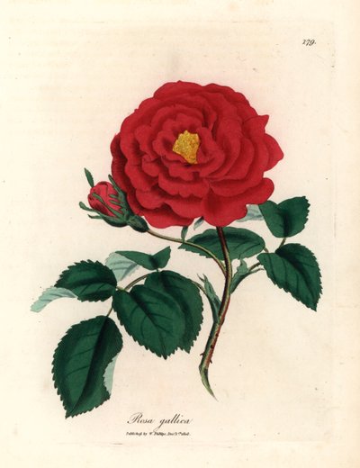Rose officinale cramoisie, Rosa gallica, d