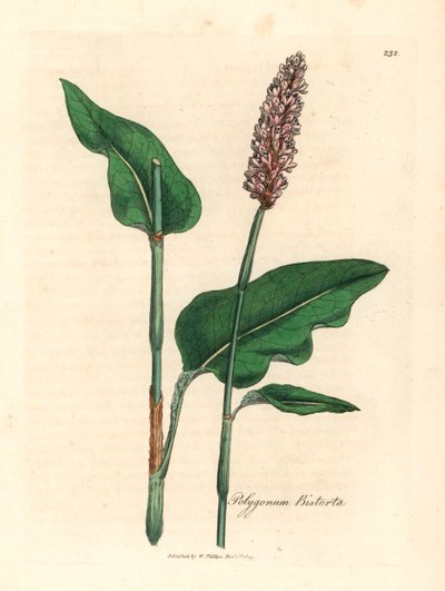 Bistorte officinale, Polygonum bistorta, d