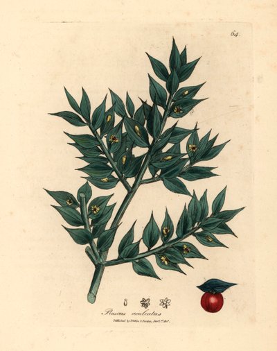 Fragon piquant à fleurs vertes, Ruscus aculeatus, d