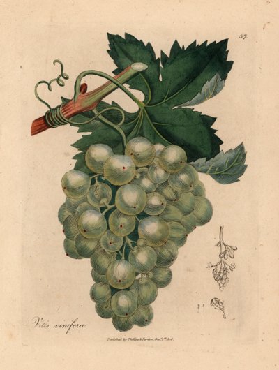 Raisins verts, vigne et feuilles, Vitis vinifera, d